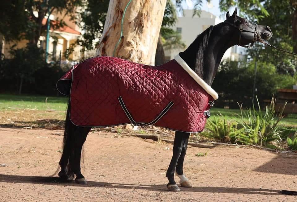 Rugs/Blankets